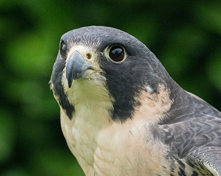 Peregrine